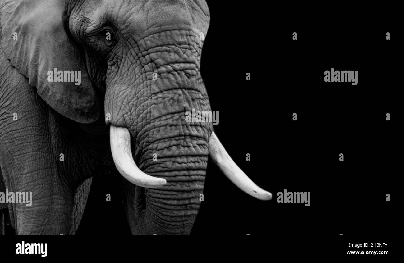Gran elefante africano Cara de primer plano con dientes grandes sobre el fondo negro Foto de stock