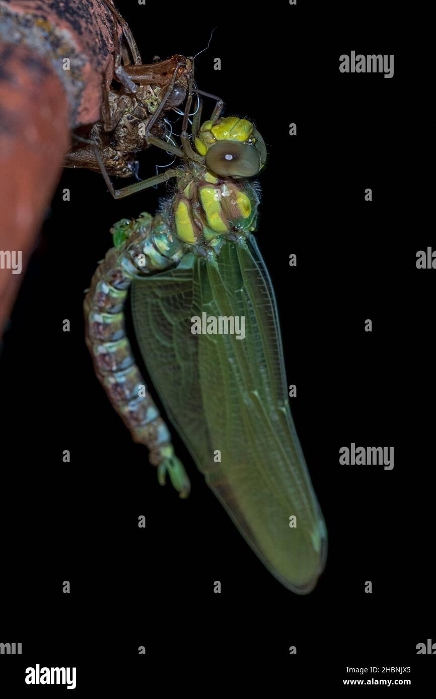 Anisoptera, o libélulas, es uno de los dos infraordes clásicos del suborden Epiprocta. Foto de stock