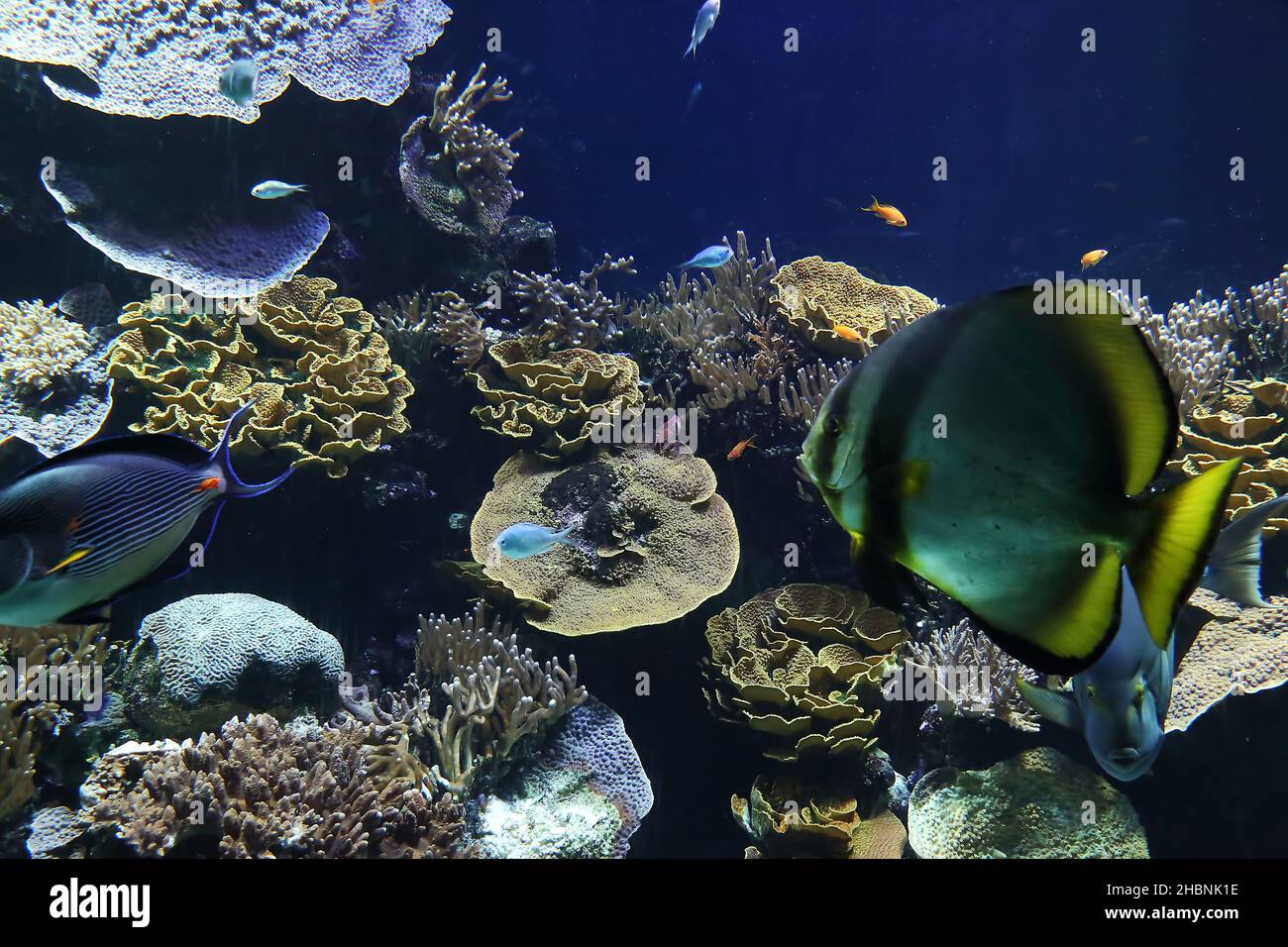 Este es uno de los muchos acuarios del Museo Oceanográfico en Mónaco. Foto de stock