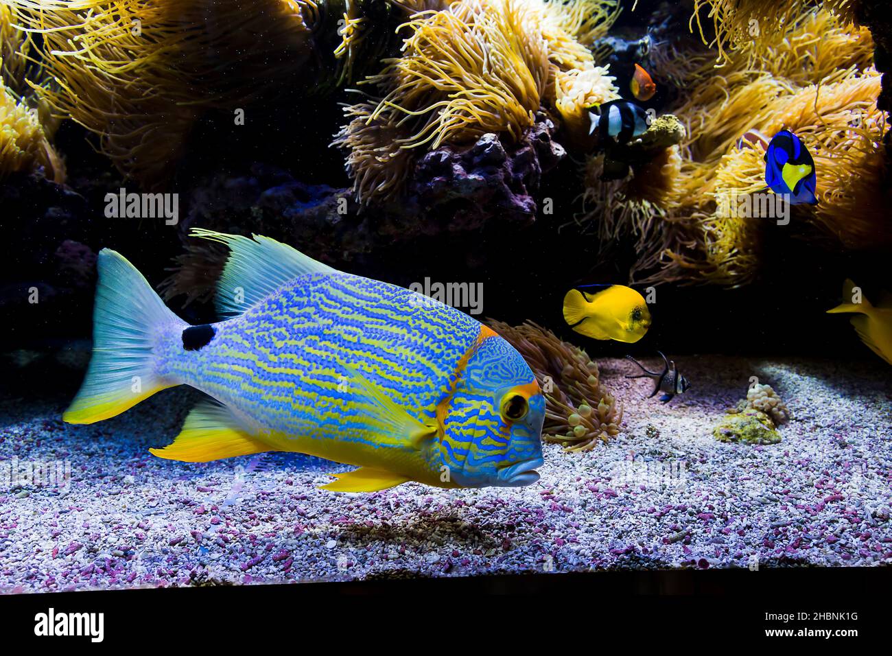 Este es un pez azul marino tropical y amarillo rayado en un acuario. Foto de stock