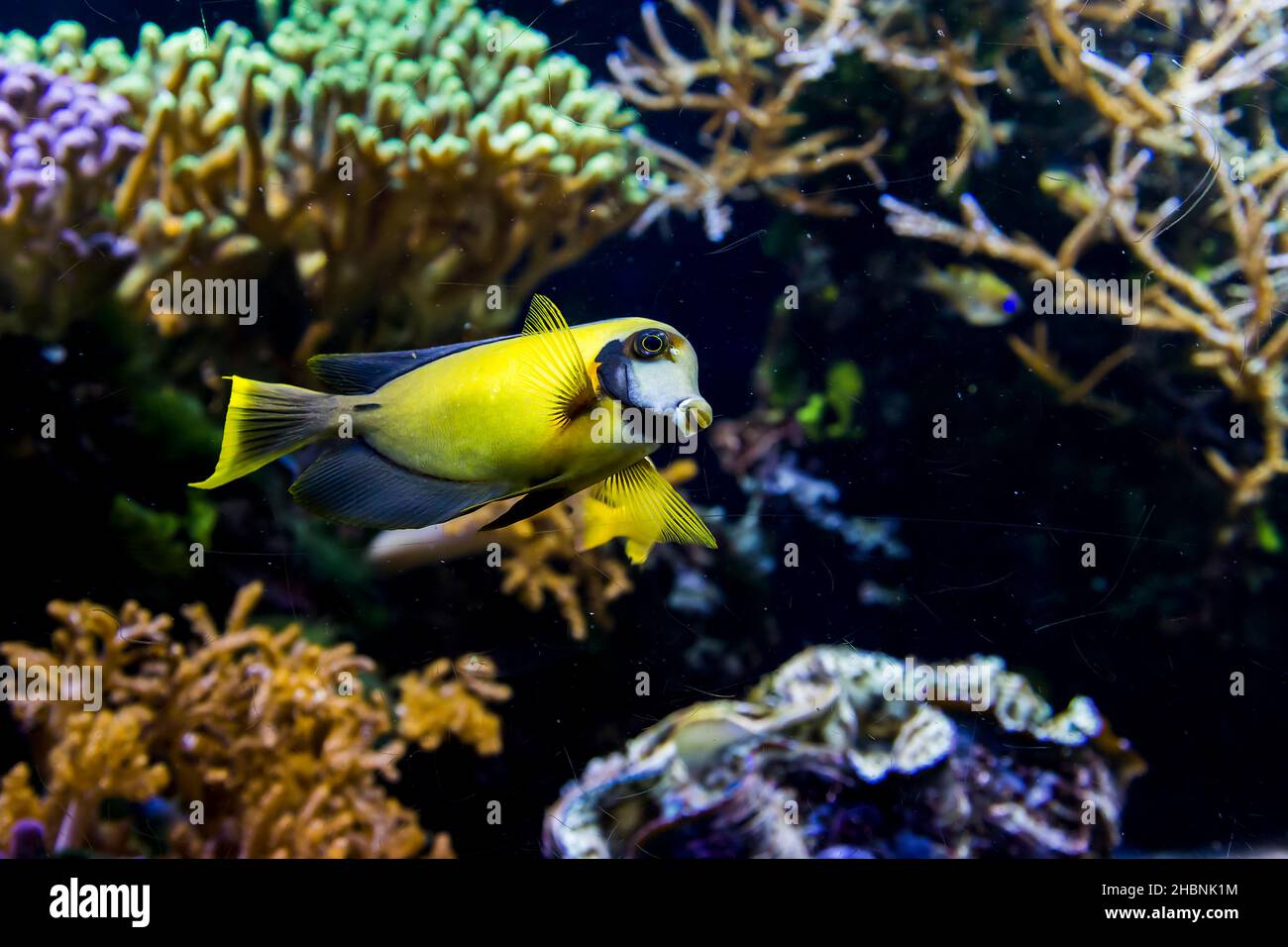Hay un pez en un arrecife de coral en el acuario del Museo de Oceanografía de Mónaco. Foto de stock