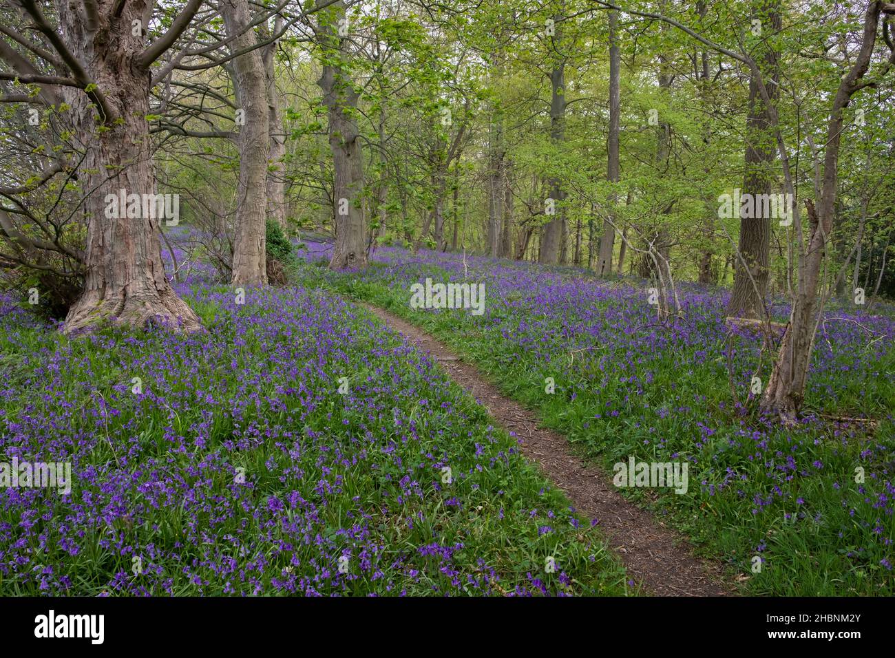 Un camino boscoso a través de una alfombra de Bluebells en un bosque cerca de Helmsley en North Yorkshire Foto de stock