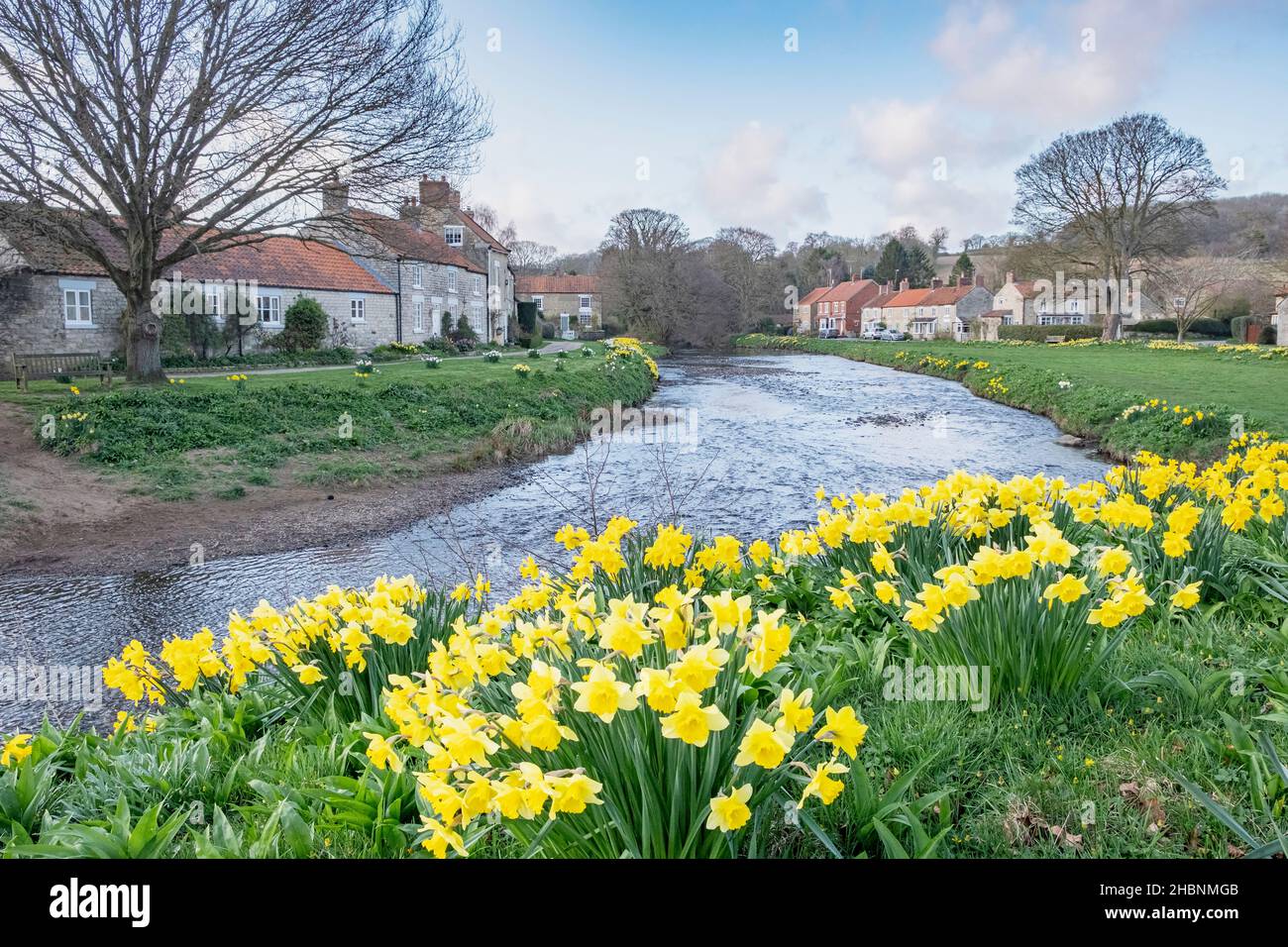 Daffodils primaverales a orillas del río Seven en Sinnington, un pequeño pueblo en Ryedale, North Yorkshire Foto de stock