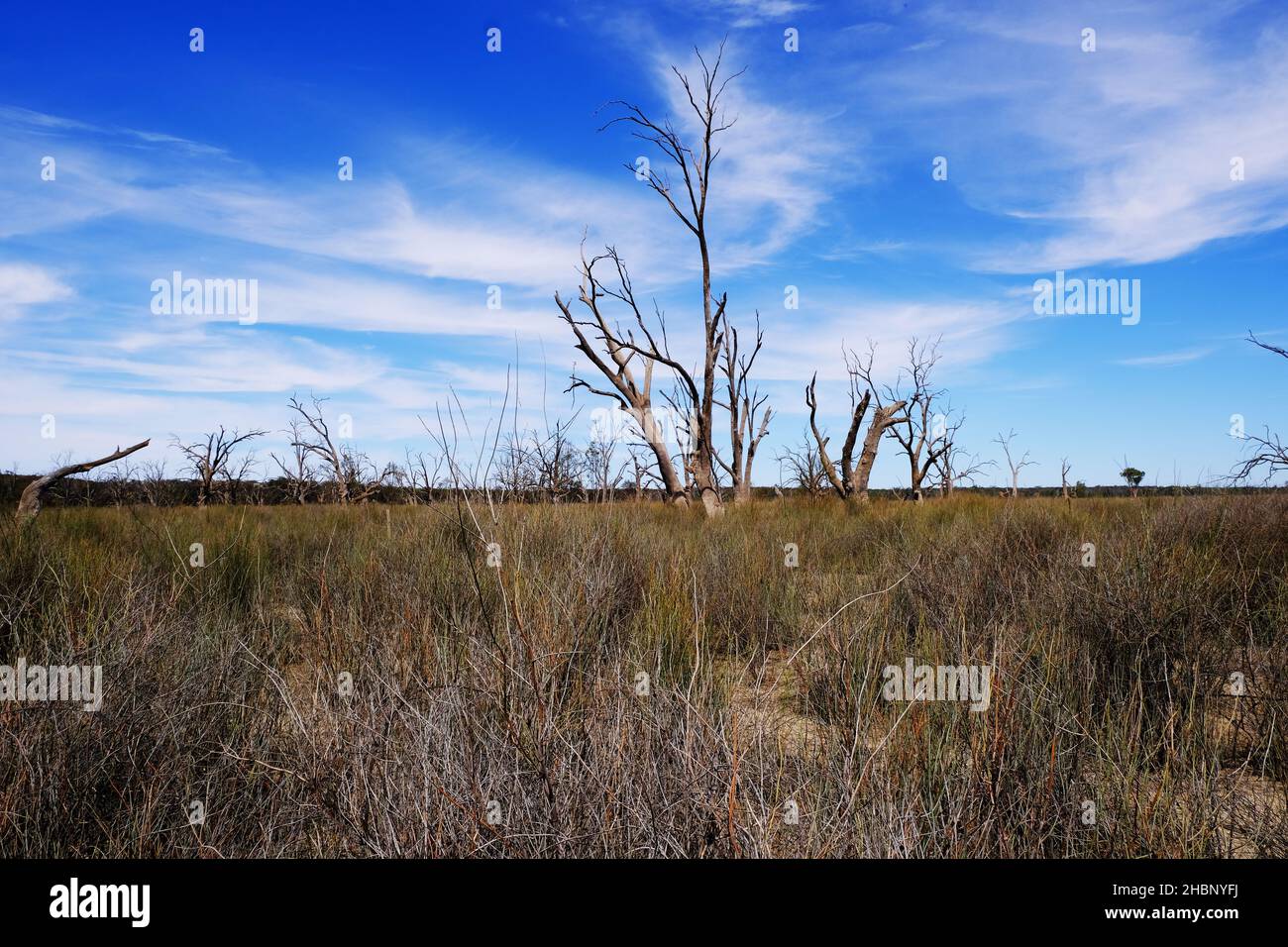 Árboles muertos cerca del río Murray en Overland Corner en la región de Riverland en Australia del Sur Foto de stock
