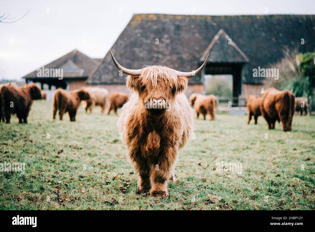 Vacas de montaña en un campo en otoño en Inglaterra Foto de stock