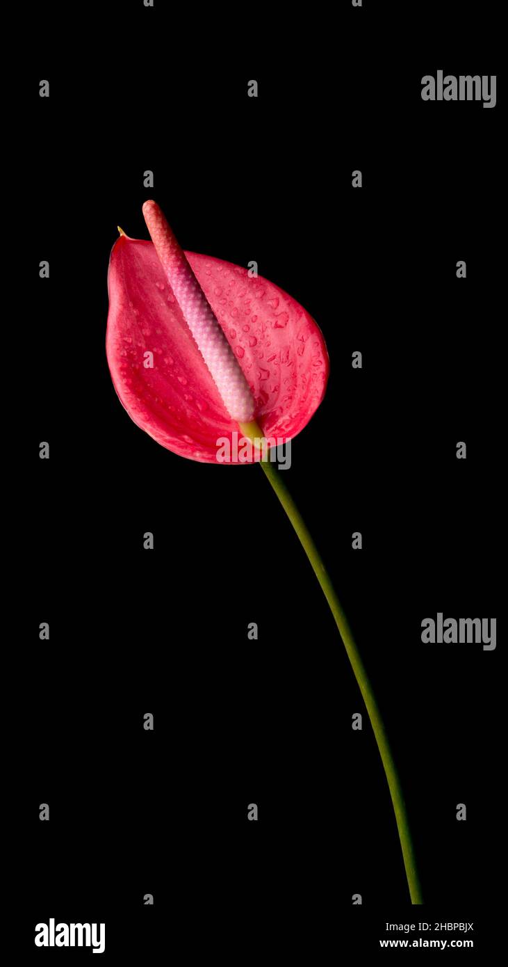 flor de anthurium, también conocida como flor de cola, flamingo y laceleaf, flor de color rojo con gotitas de agua aisladas sobre fondo negro, closeup Foto de stock