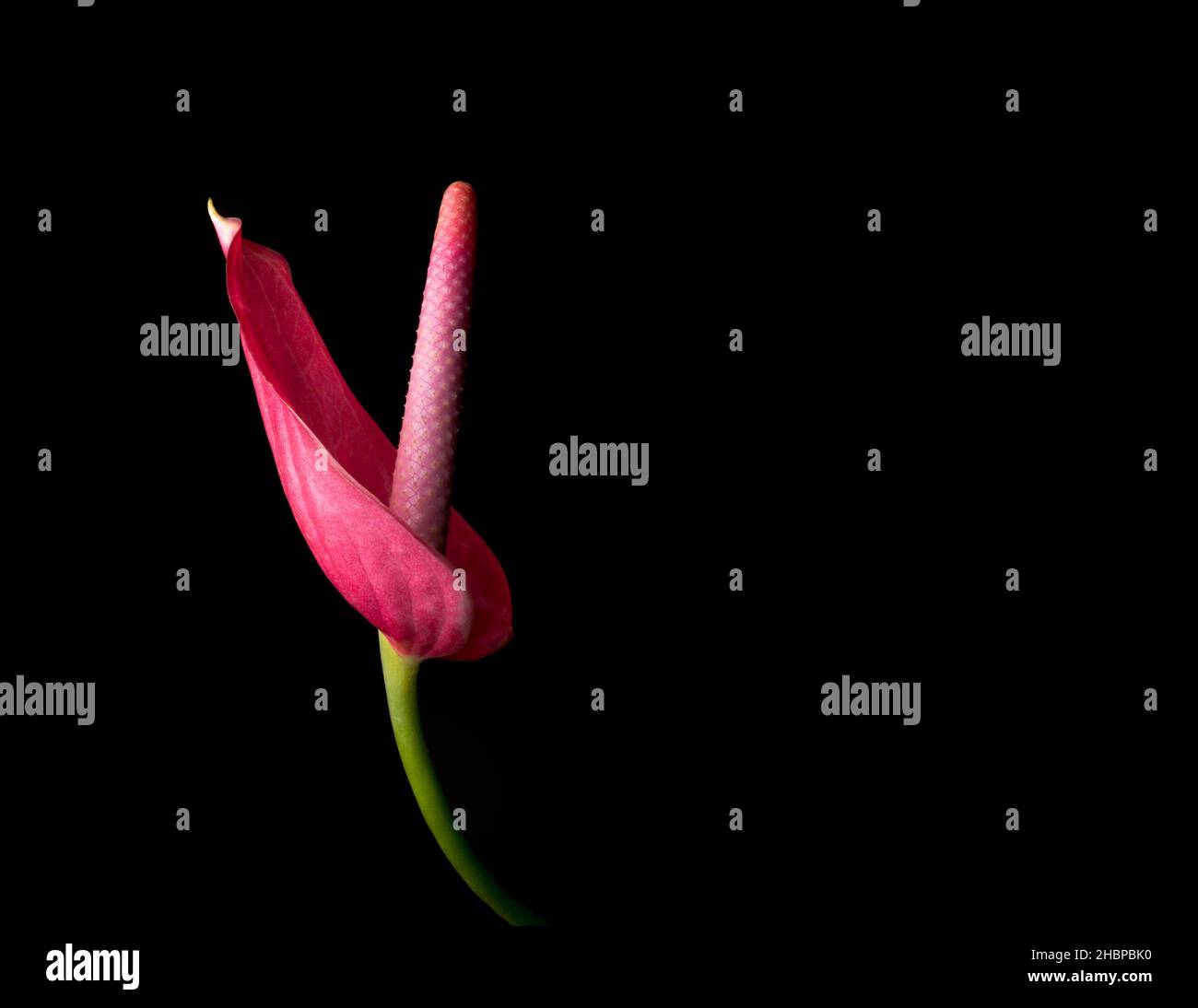 flor de anthurium, también conocida como flor de cola, flamingo y laceleaf, vista lateral de una flor de color rojo aislada sobre fondo negro, primer plano Foto de stock