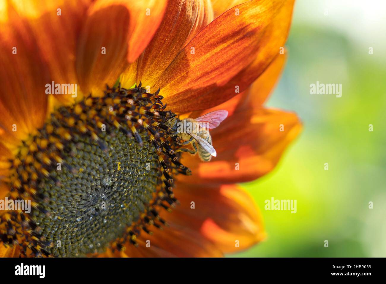 Die Sonnenblume wird bestäubt von einer Biene, Pflanzenwelt, Tierwelt Apis mellifera Foto de stock