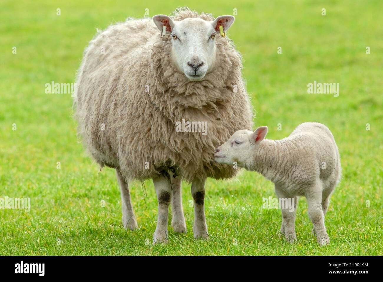 Oveja con su cordero. Madre oveja o oveja con su cordero recién nacido. El cordero se acurruca a su madre. Concepto: Amor de la madre, cámara de frente. Co Foto de stock