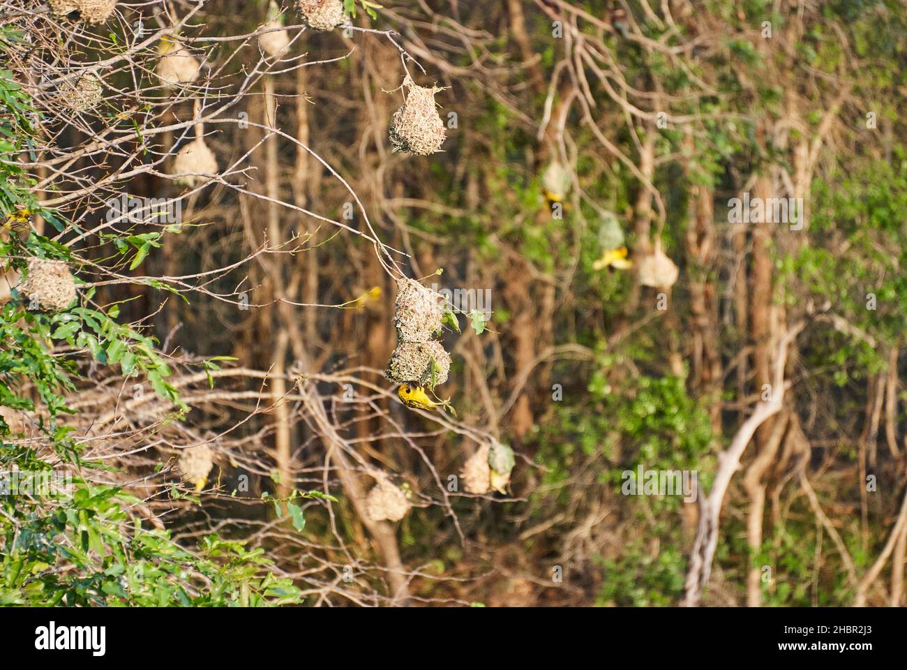 delicados nidos de aves tejedoras colgando en los arbustos de un paisaje africano Foto de stock