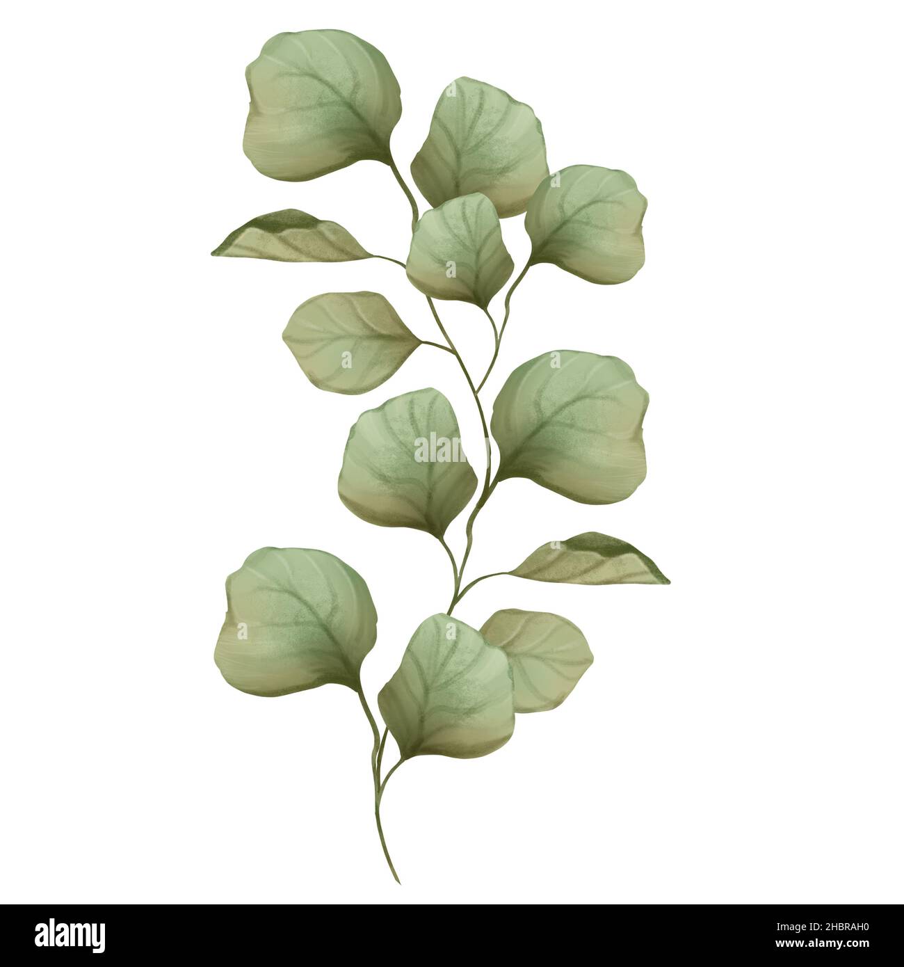 curso División Joven Ilustración floral acuarela. Rama con hojas verdes Fotografía de stock -  Alamy