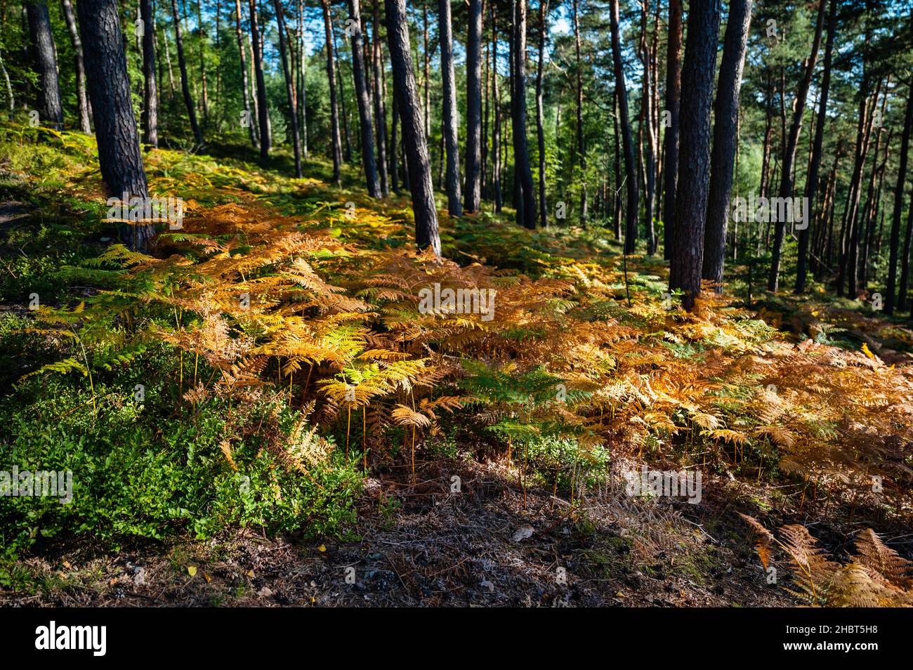 Gran vegetación de plantas de salobre, helecho y arándanos en madera de pino, ejemplo de diversidad de condiciones naturales en biotopo, Podprackov, Paraíso Checo. Foto de stock