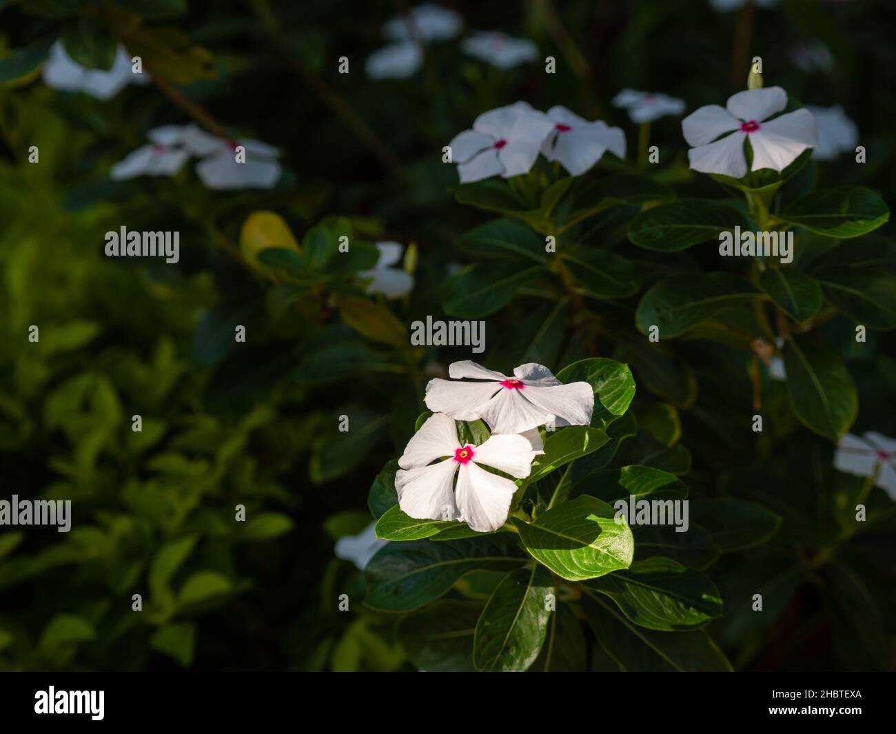 Cabo Periwinkle (Catharanthus roseus), comúnmente conocido como ojos brillantes, planta de cementerio, Madagascar Periwinkle, Viejo Maid. Flores blancas con Botton rosa Foto de stock