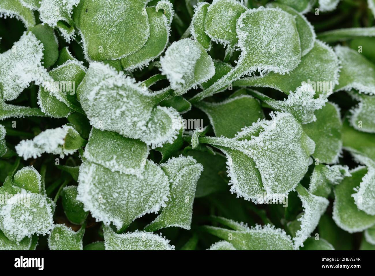 Purslane de invierno (Claytonia perfoliata) con cristales de hielo. Foto de stock