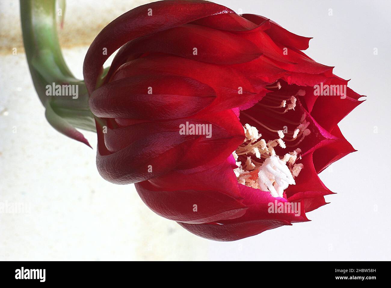 Reina roja de la flor de cactus nocturno (Epiphyllum oxypetalum) Foto de stock