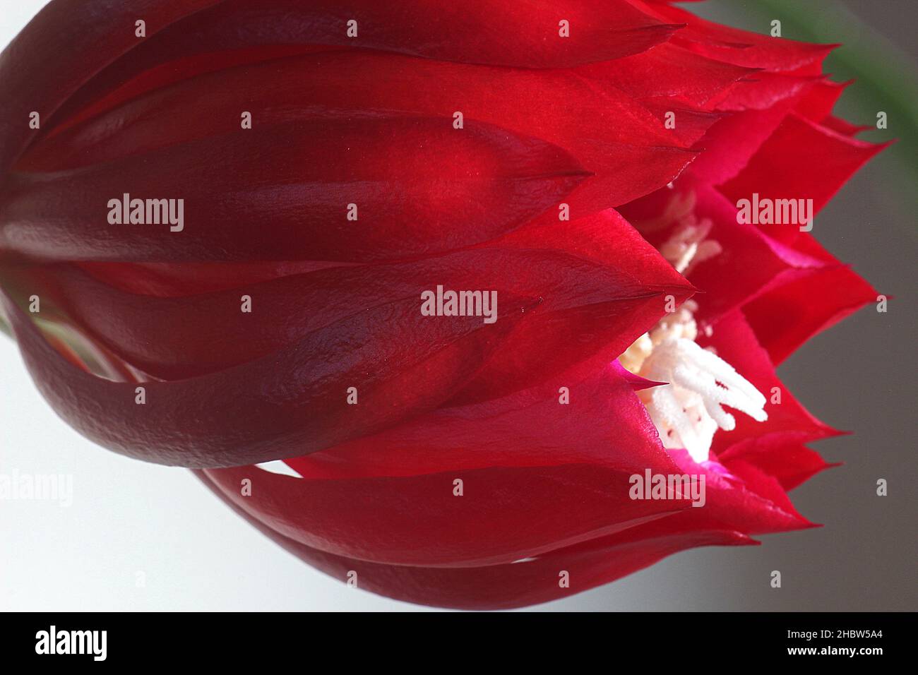 Reina roja de la flor de cactus nocturno (Epiphyllum oxypetalum) Foto de stock