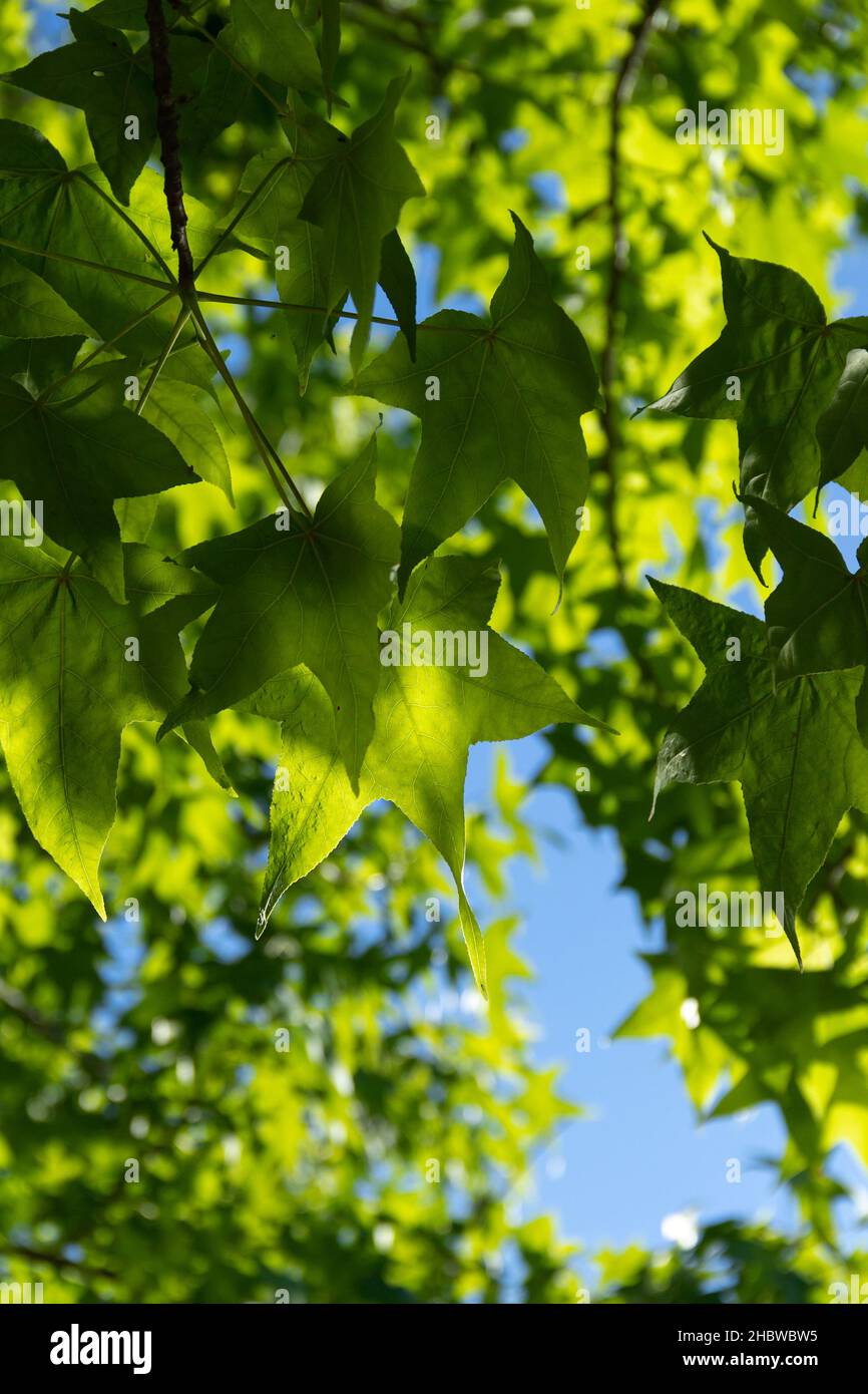 fotografía botánica de color de hoja verde Foto de stock