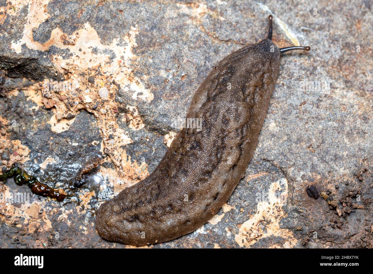 Dorsal de Mariaella dussumieri Una especie de slug de tierra respirable, Family-Ariophantidae Foto de stock