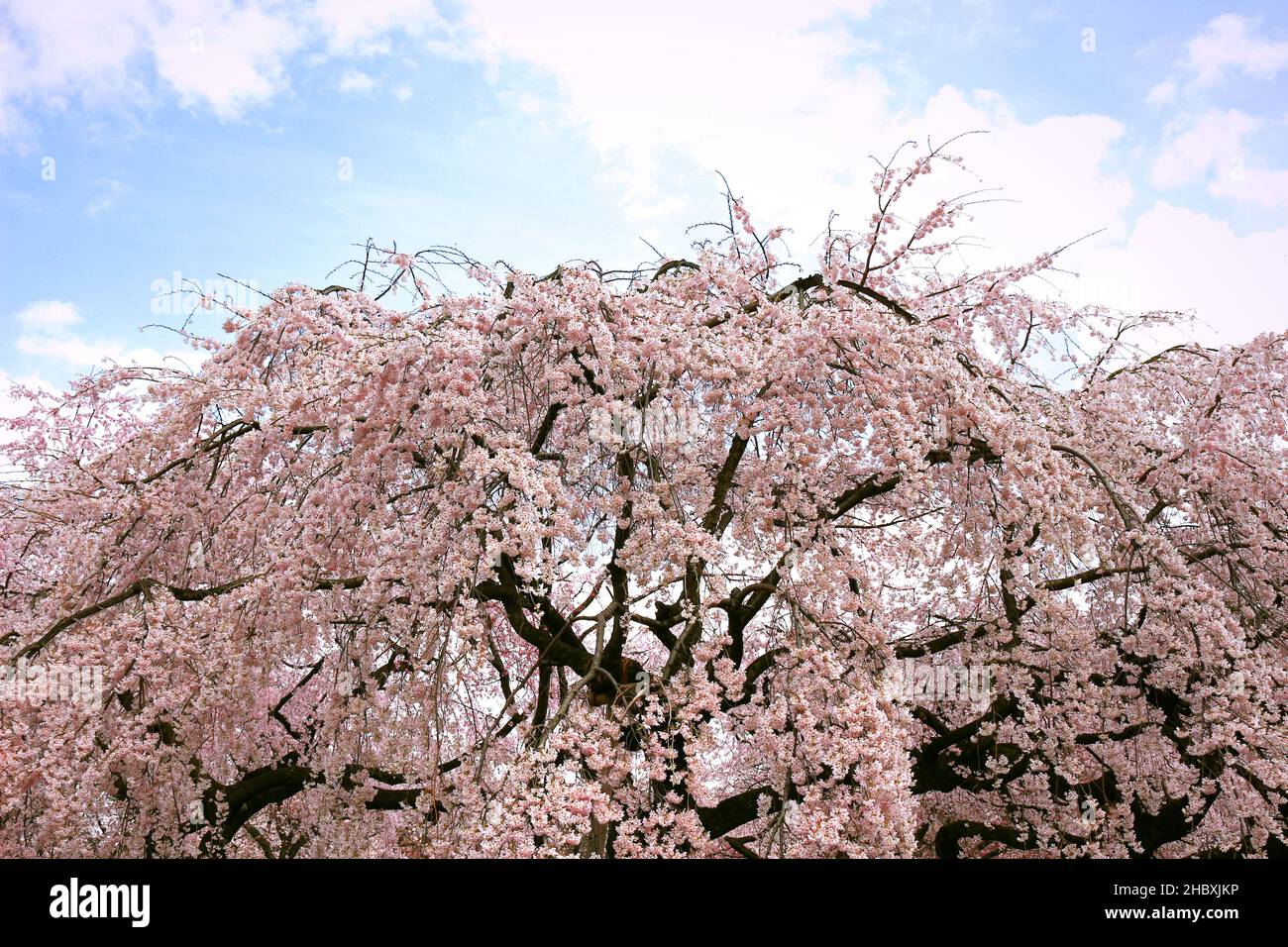 Grandes cerezos florecen en el parque con flor completa Foto de stock