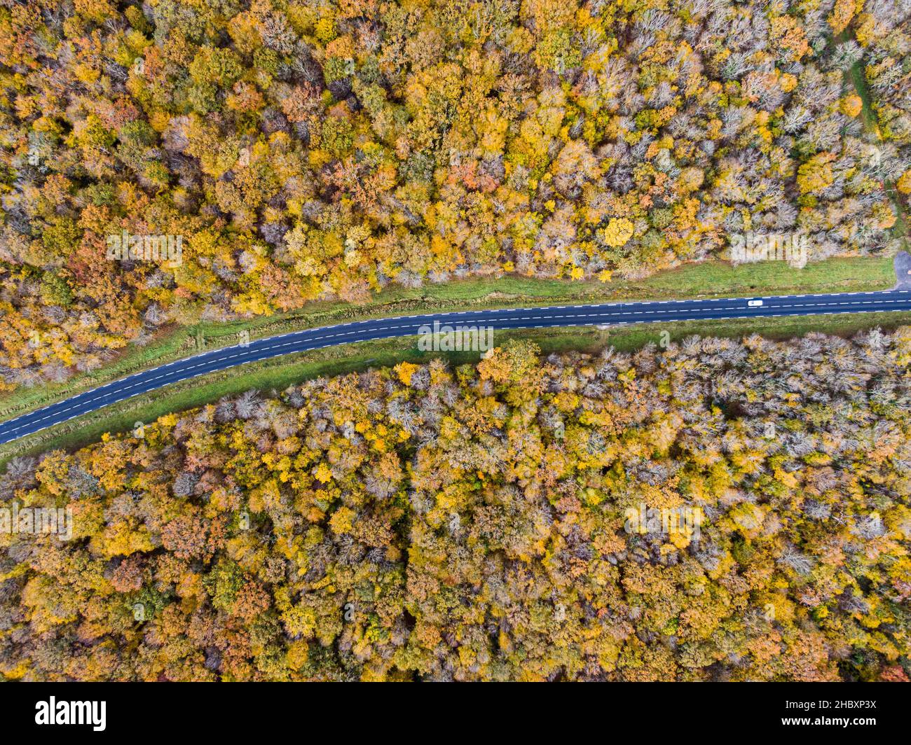 Camino forestal con coche blanco durante el otoño. Vista aérea de la carretera que cruza un bosque de árboles caducifolios amarillo y oro, otoño Foto de stock