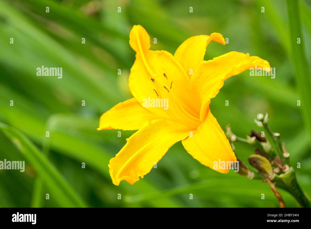 Hemerocallis 'Burning Daylight', 'Burning Dayly Daylight'. Primer plano de una sola flor naranja-amarilla Foto de stock