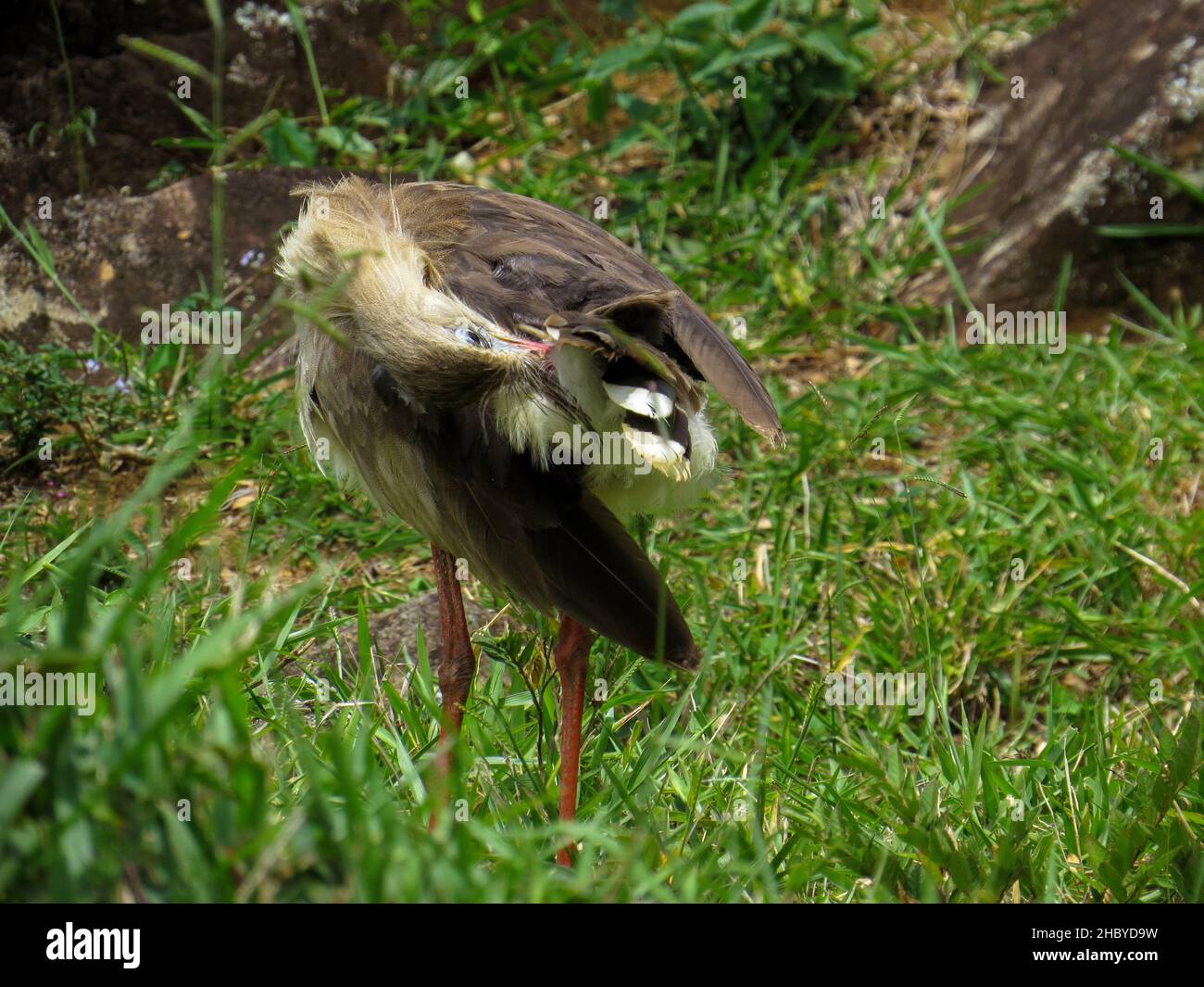 Serie de patas rojas (Cariama cristata - Siriema) Pájaro típico de los  cerrados de Brasil. Alcanza una altura media de 70 centímetros y puede  alcanzar 90 cenes Fotografía de stock - Alamy