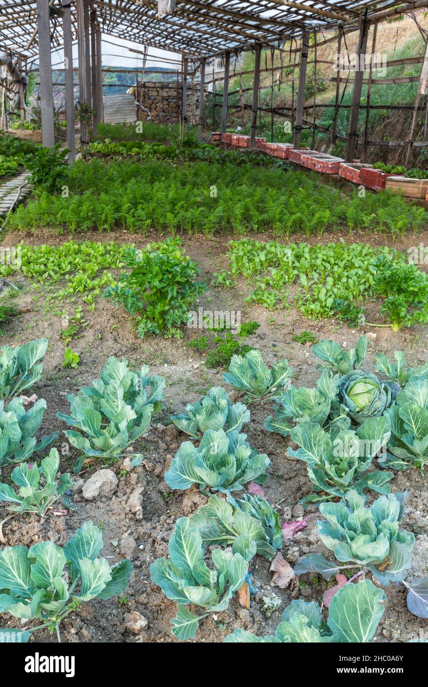 Verduras creciendo en el invernadero de jardín de la cocina para un