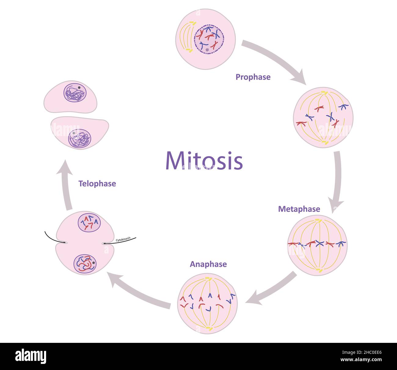 Mitosis, proceso de división celular somática (no reproductiva) Foto de stock