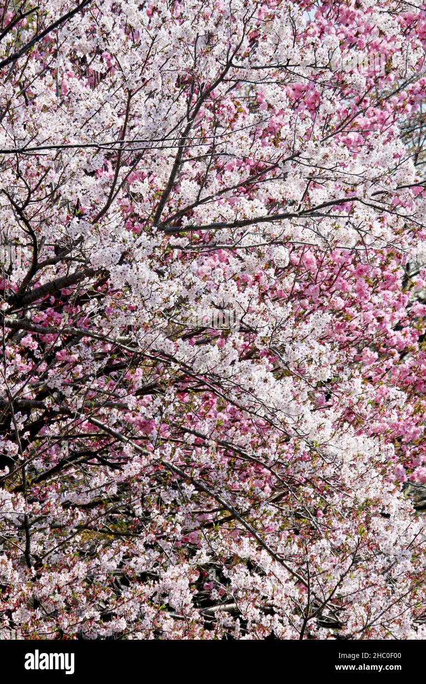 Sakura wallpaper fotografías e imágenes de alta resolución - Página 5 -  Alamy