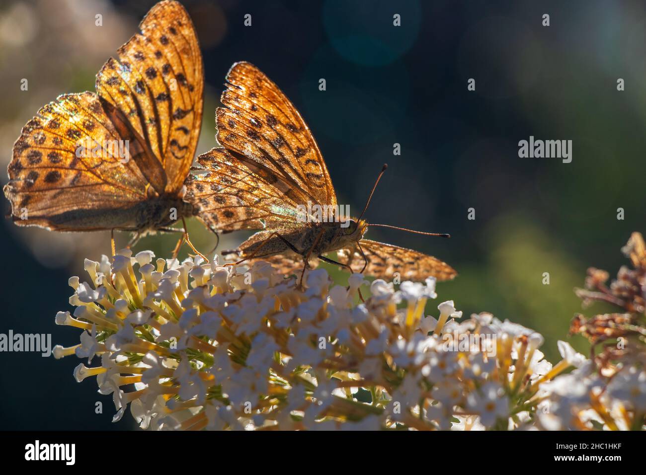 Butterfly Kaisermantel está en Lilac Alemania Foto de stock