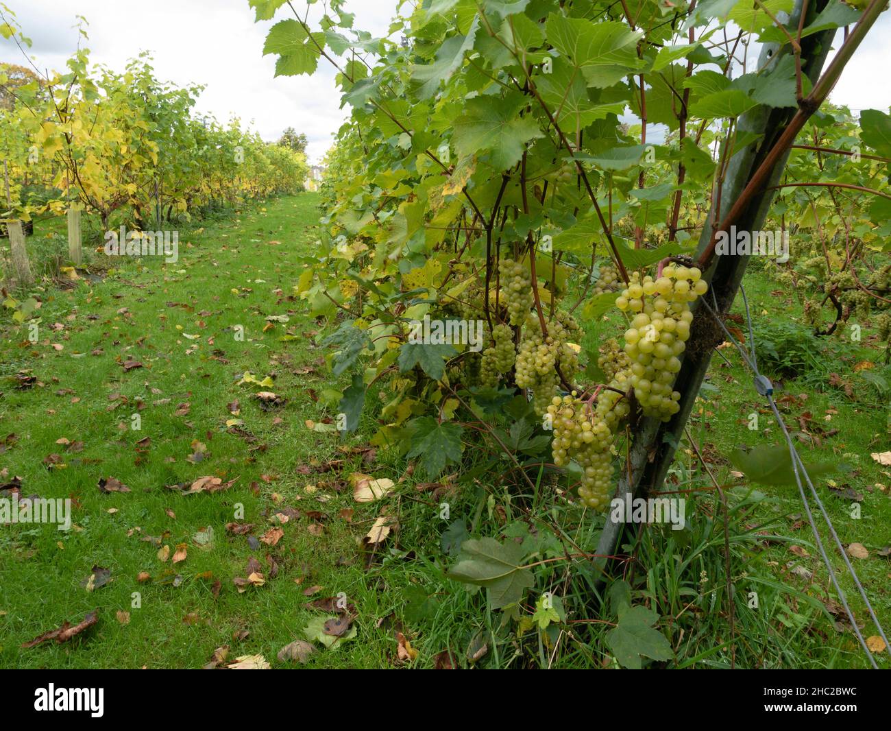 Viñedos de uva, Renihaw Hall Vineyard, cerca de Sheffield, Inglaterra, Reino Unido. Foto de stock