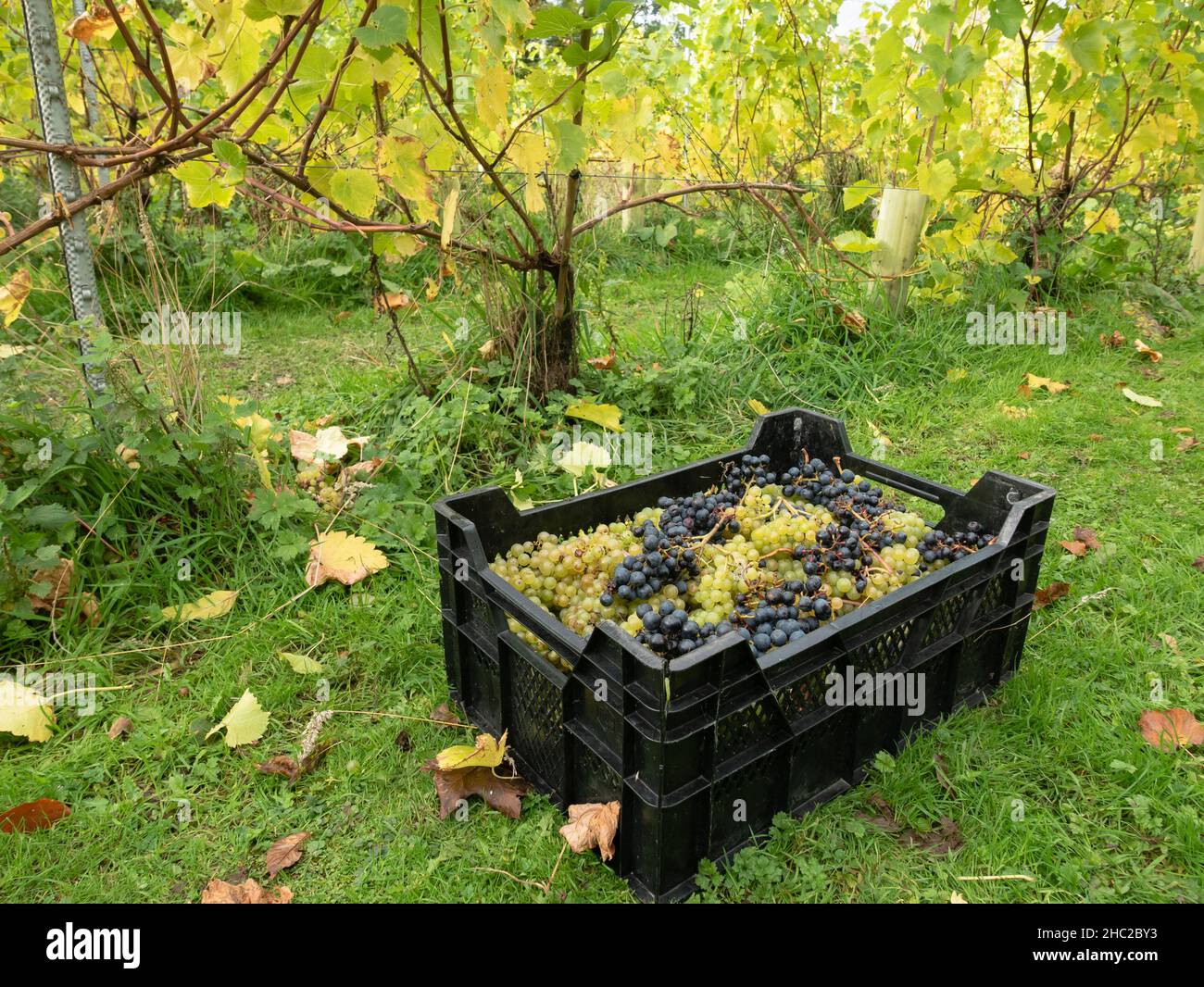 Cajas de uvas durante la vendimia en el viñedo Renishaw Hall, cerca de Sheffield, Inglaterra, Reino Unido. Foto de stock