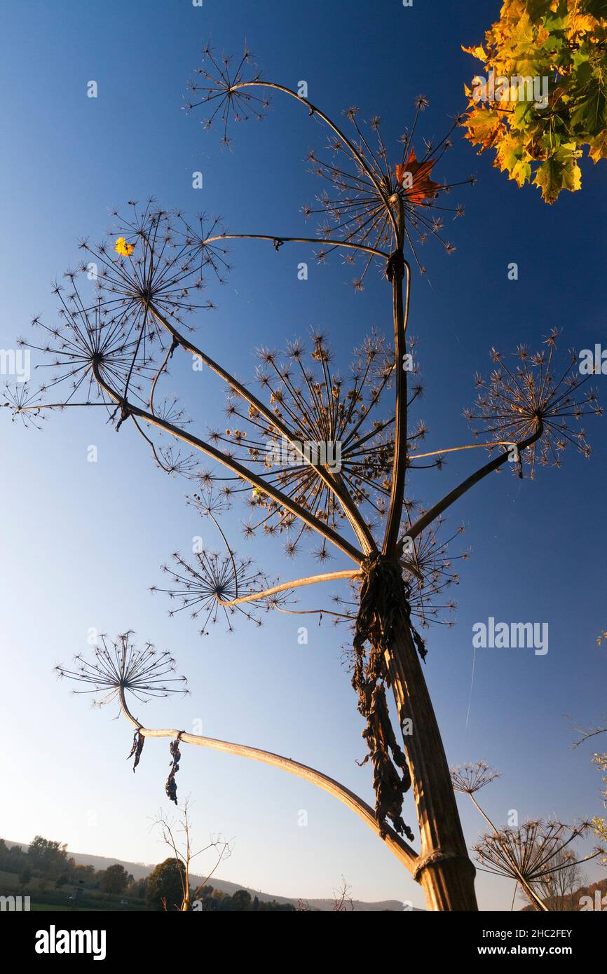 Maleza gigante (Heracleum mantegazzianum), tallos secos de plantas y cabezas de semillas, en otoño, Baja Sajonia, Alemania Foto de stock
