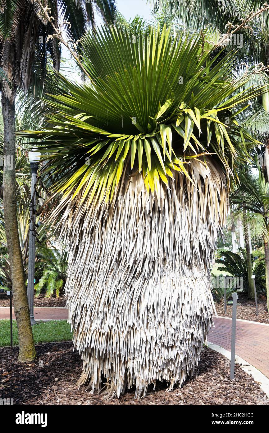 Copernicia macroglosa - palmera de petticoat cubana. Foto de stock