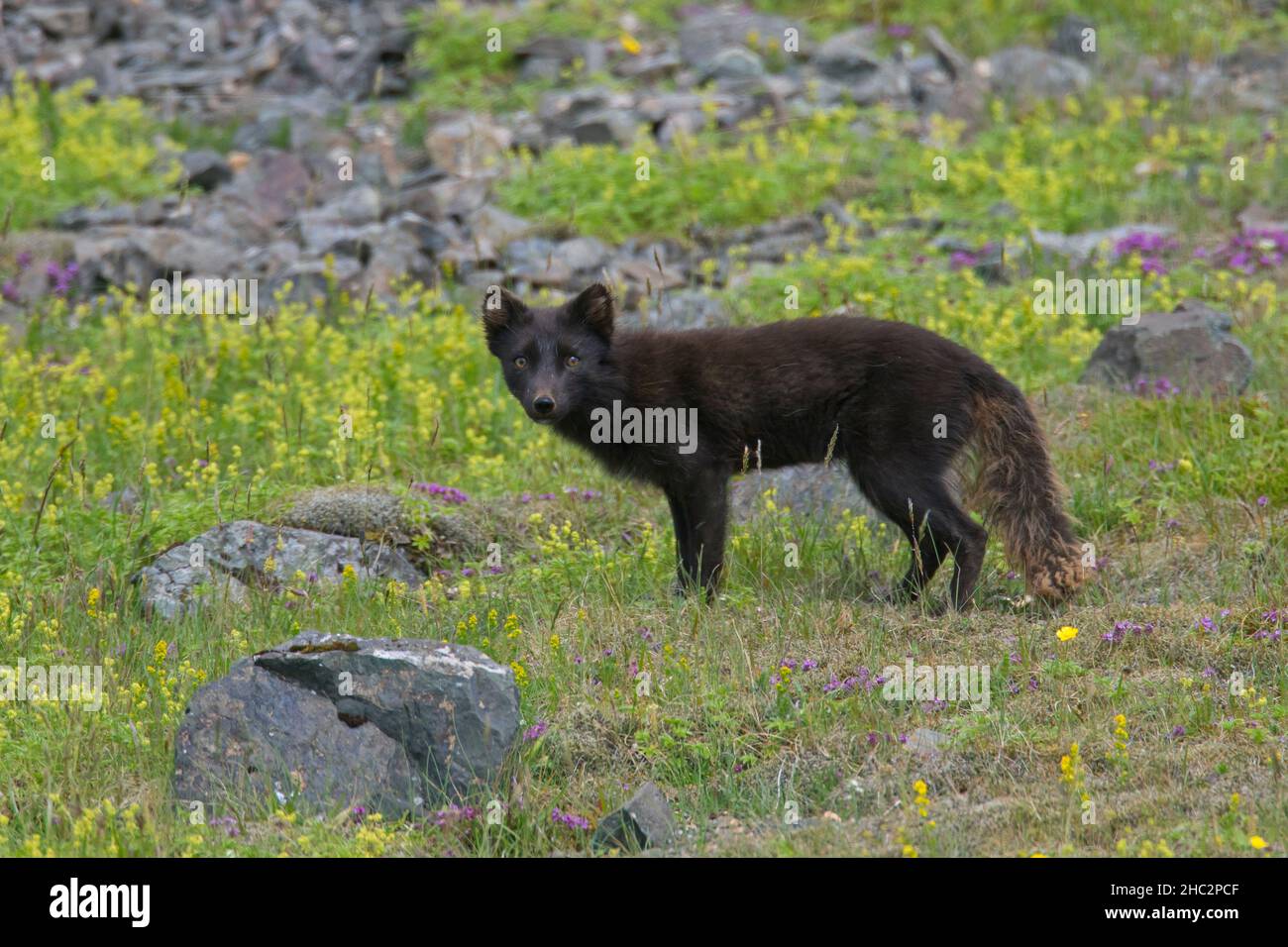 Zorro ártico / zorro polar / zorro de nieve (Vulpes lagopus / Alopex lagopus) morfo azul forrajeo en la tundra en verano, Islandia Foto de stock