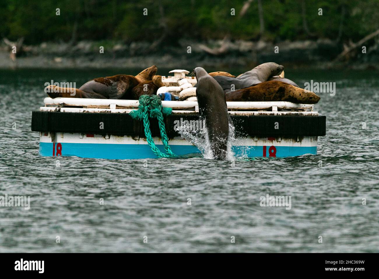 Sea Lion Haul en muelle temporal Foto de stock