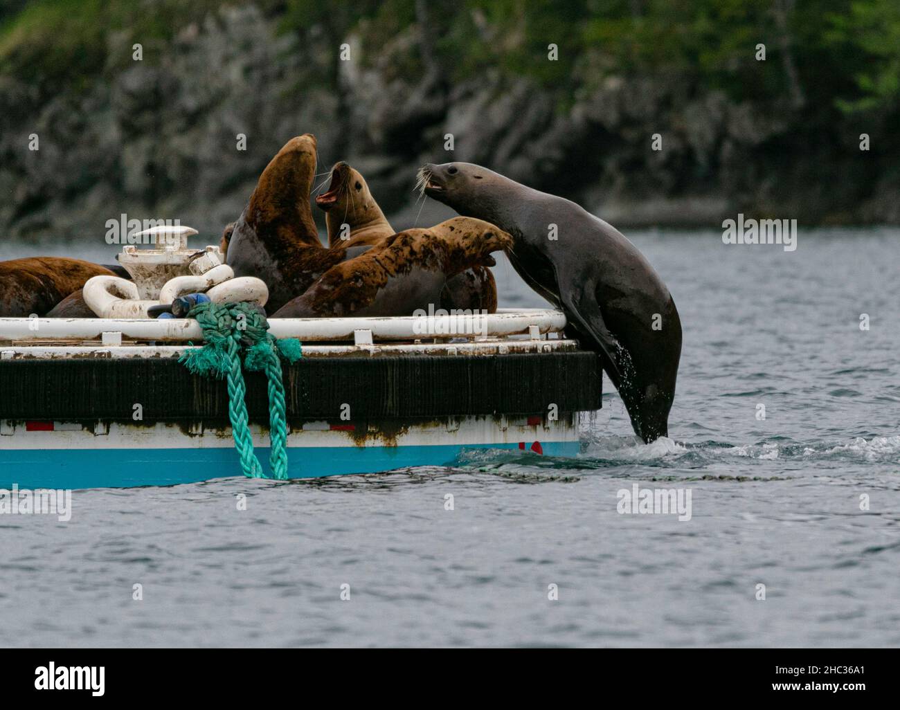Sea Lion Haul en muelle temporal Foto de stock