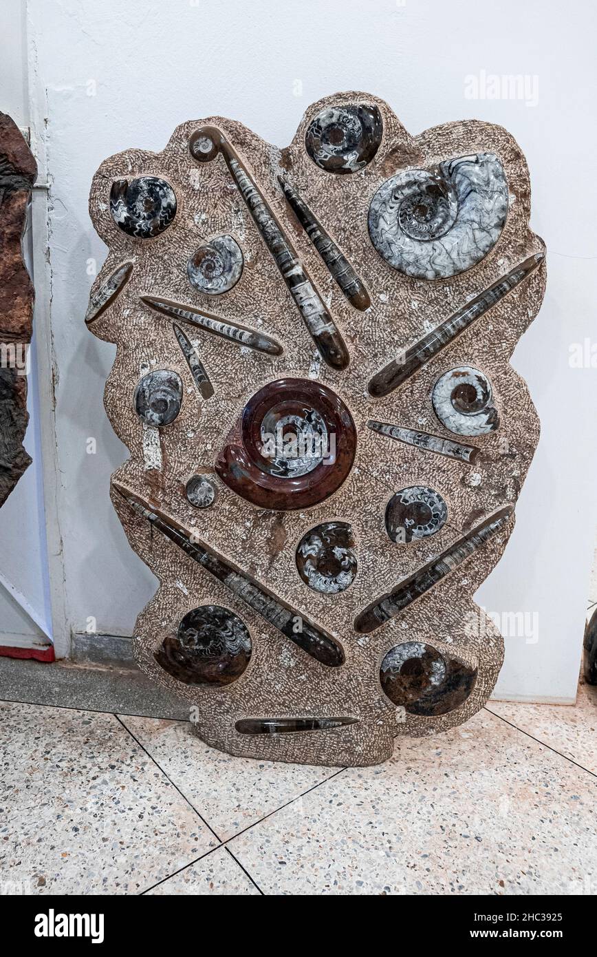 Extinto amonitas nautilus fósil de espécimen incrustado en la estructura de piedra Foto de stock