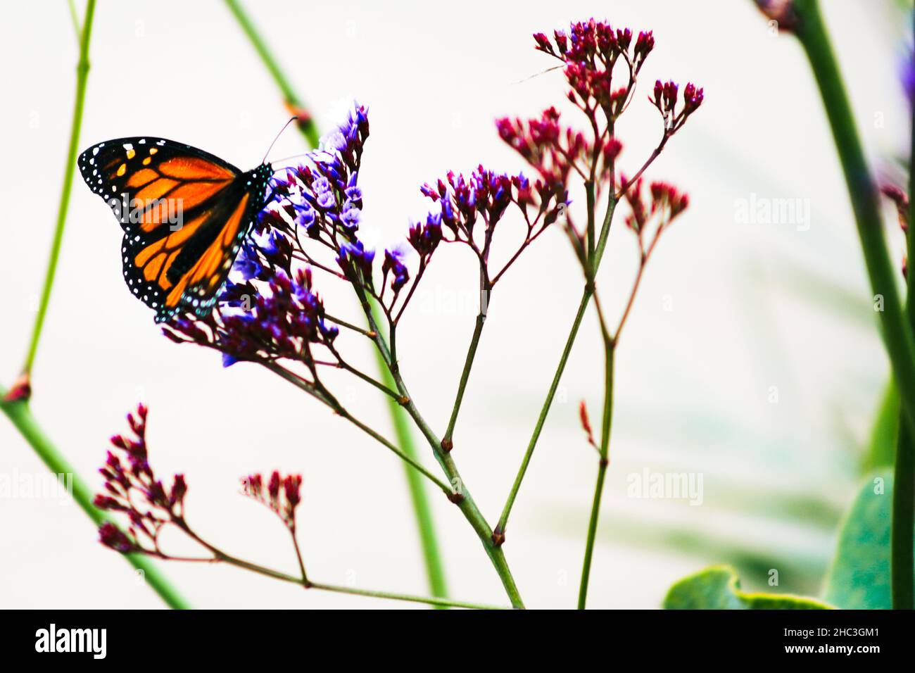 Mariposa Monarca sobre Flores Púrpura y Rosadas Foto de stock