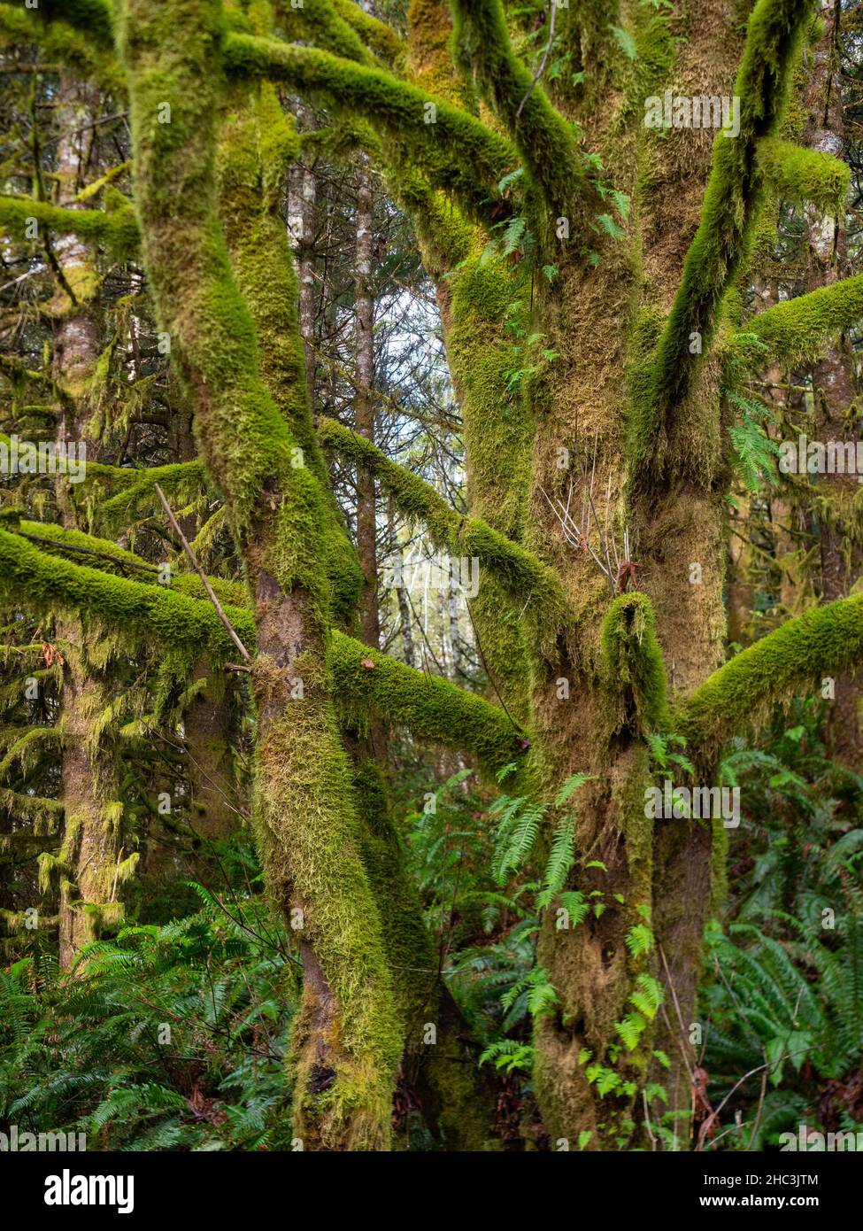 Cerca de troncos de árboles cubiertos de musgo, con helechos en el suelo del bosque. Fotografiado en el noroeste del Pacífico de los Estados Unidos con una profundidad de campo poco profunda. Foto de stock