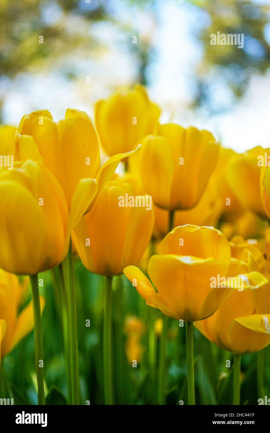 Fondo del patrón de tulipanes rosa vector de stock libre de regalías  1668205087  Shutterstock