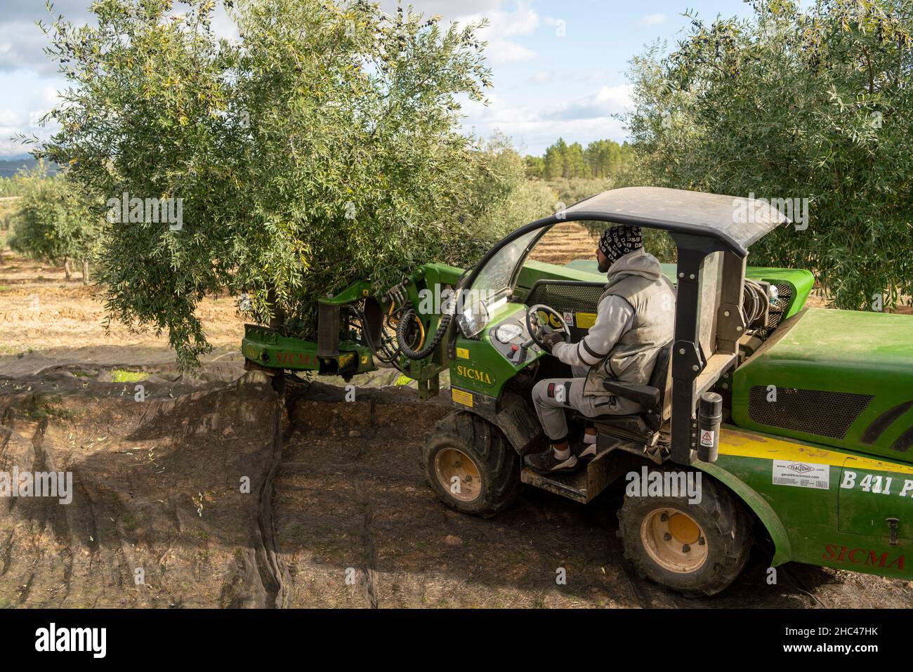 Agitador de árboles máquina vibradora utilizada para cosechar aceitunas en  un olivar Fotografía de stock - Alamy