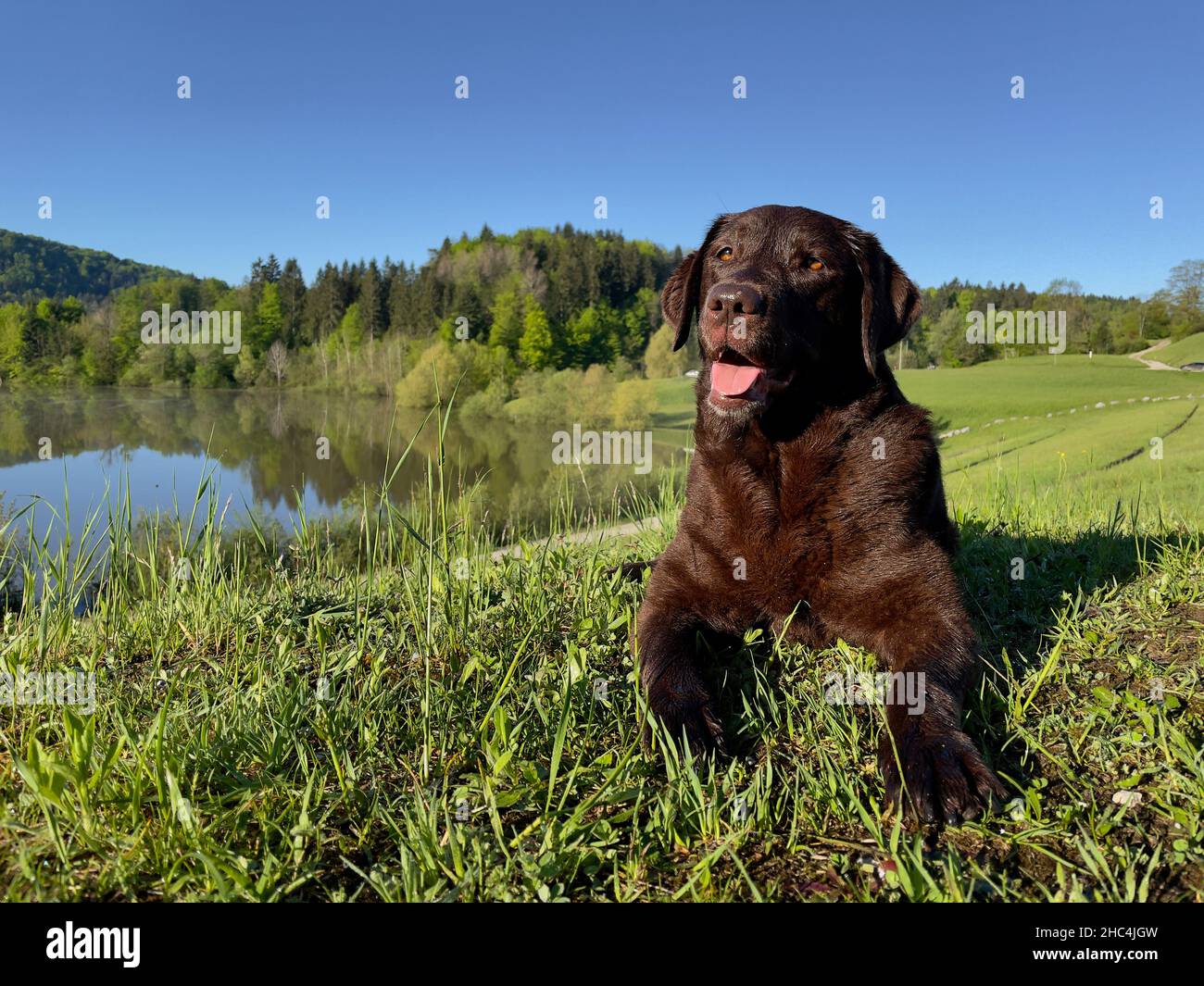 Un perro labrador marrón sobre un prado verde Foto de stock