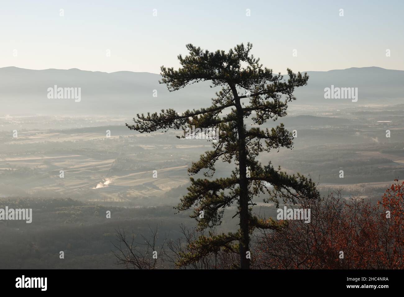 Usa Virginia VA Luray Shenandoah River Valley North Fork Árbol de pino solitario Foto de stock