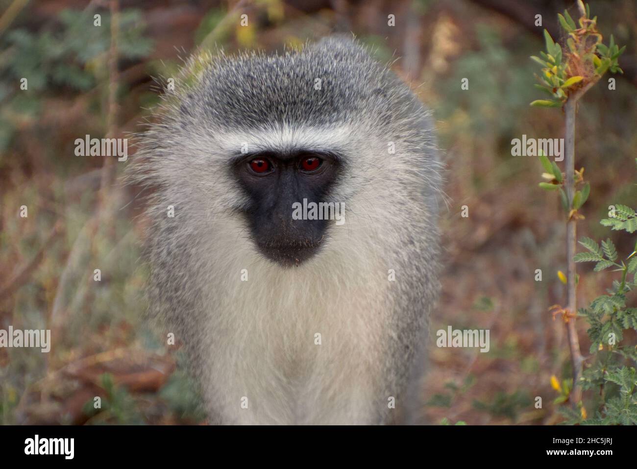 Primer plano del mono de clorocebús sudafricano en las selvas Foto de stock