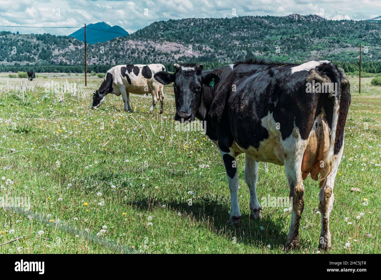 Vaca lechera argentina mirando la cámara. Foto de stock