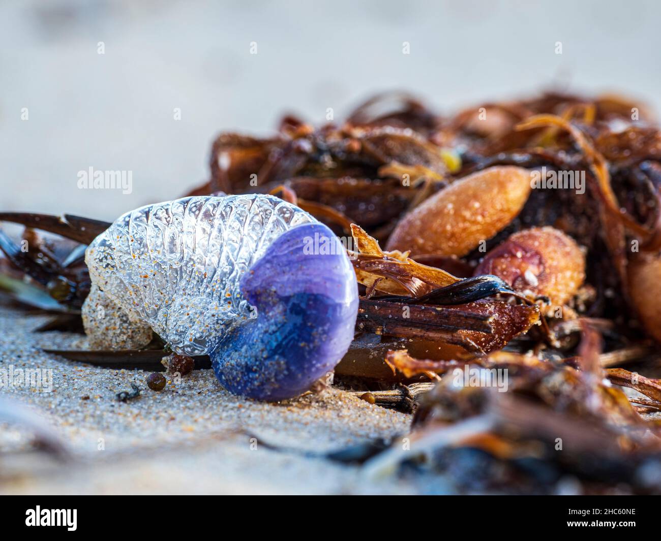 Disparo selectivo de criaturas marinas en una playa Foto de stock