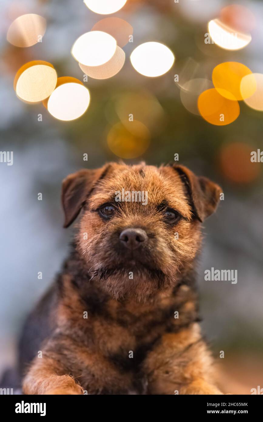 Border terrier en navidad fotografías e imágenes de alta resolución - Alamy