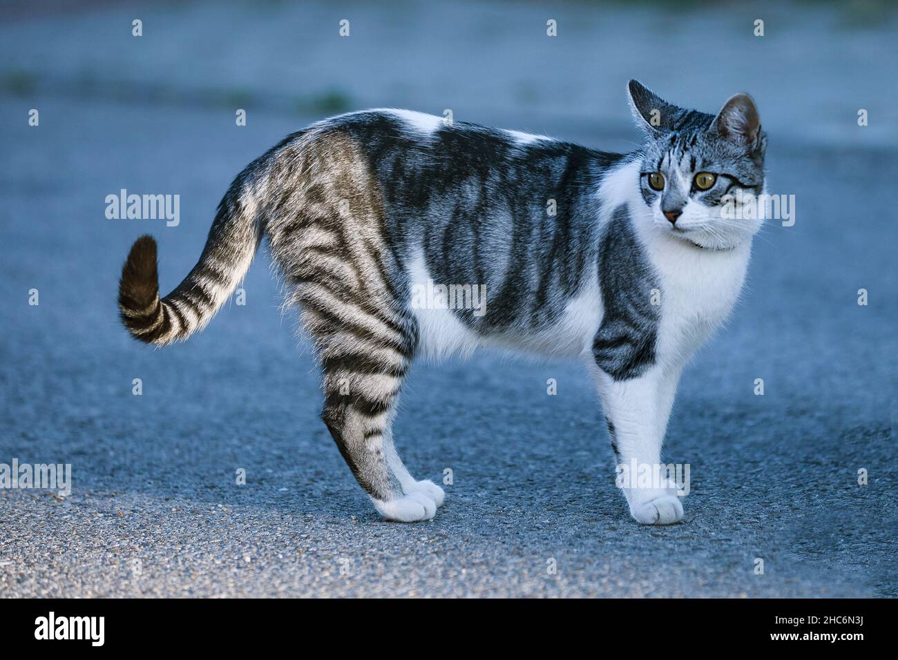 Caucho Contaminar lente Primer plano de un gato común europeo shorthair sobre un fondo borroso  Fotografía de stock - Alamy