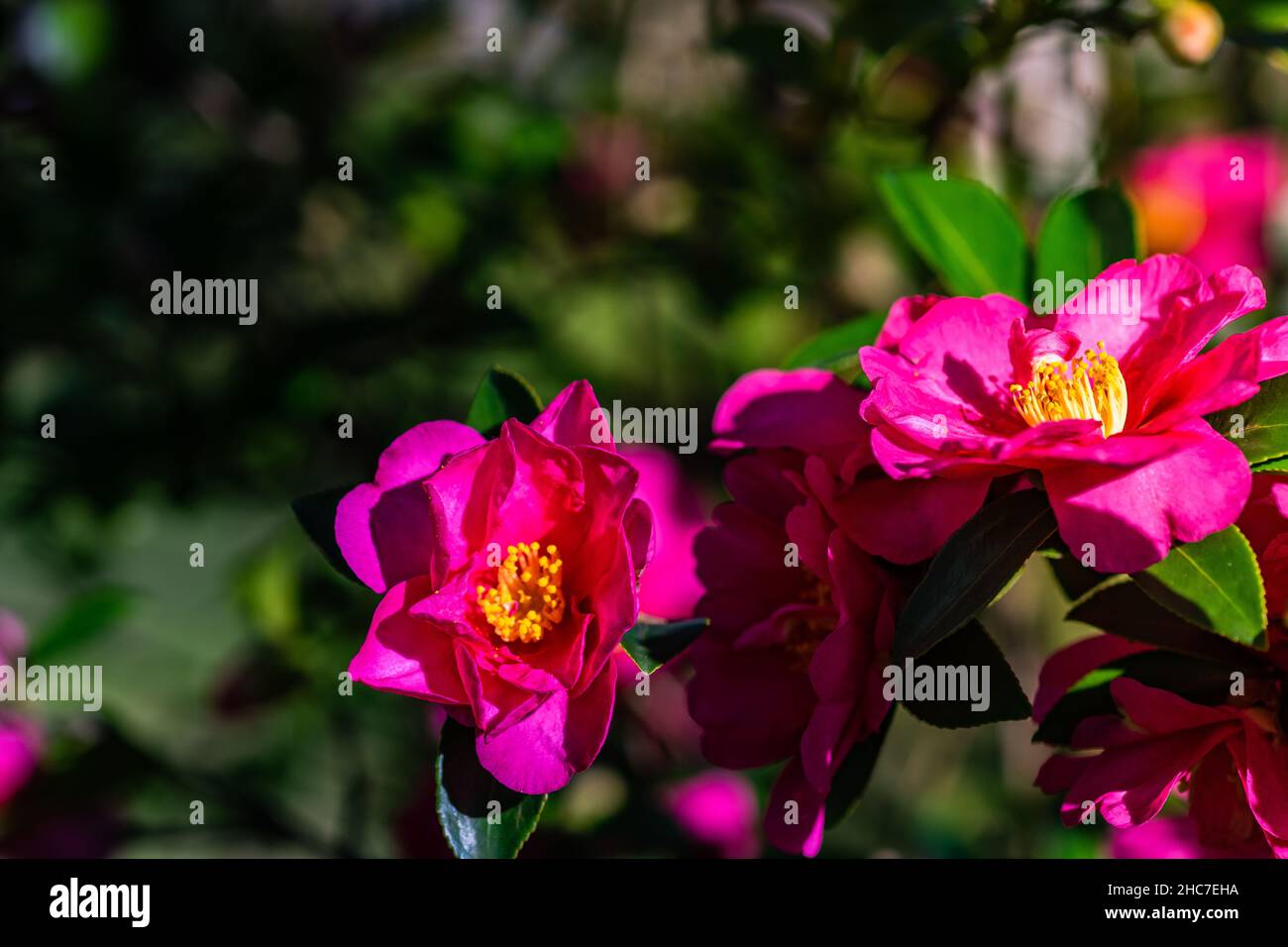 Flores de color rosa brillante en el árbol Gardenia Fotografía de stock -  Alamy